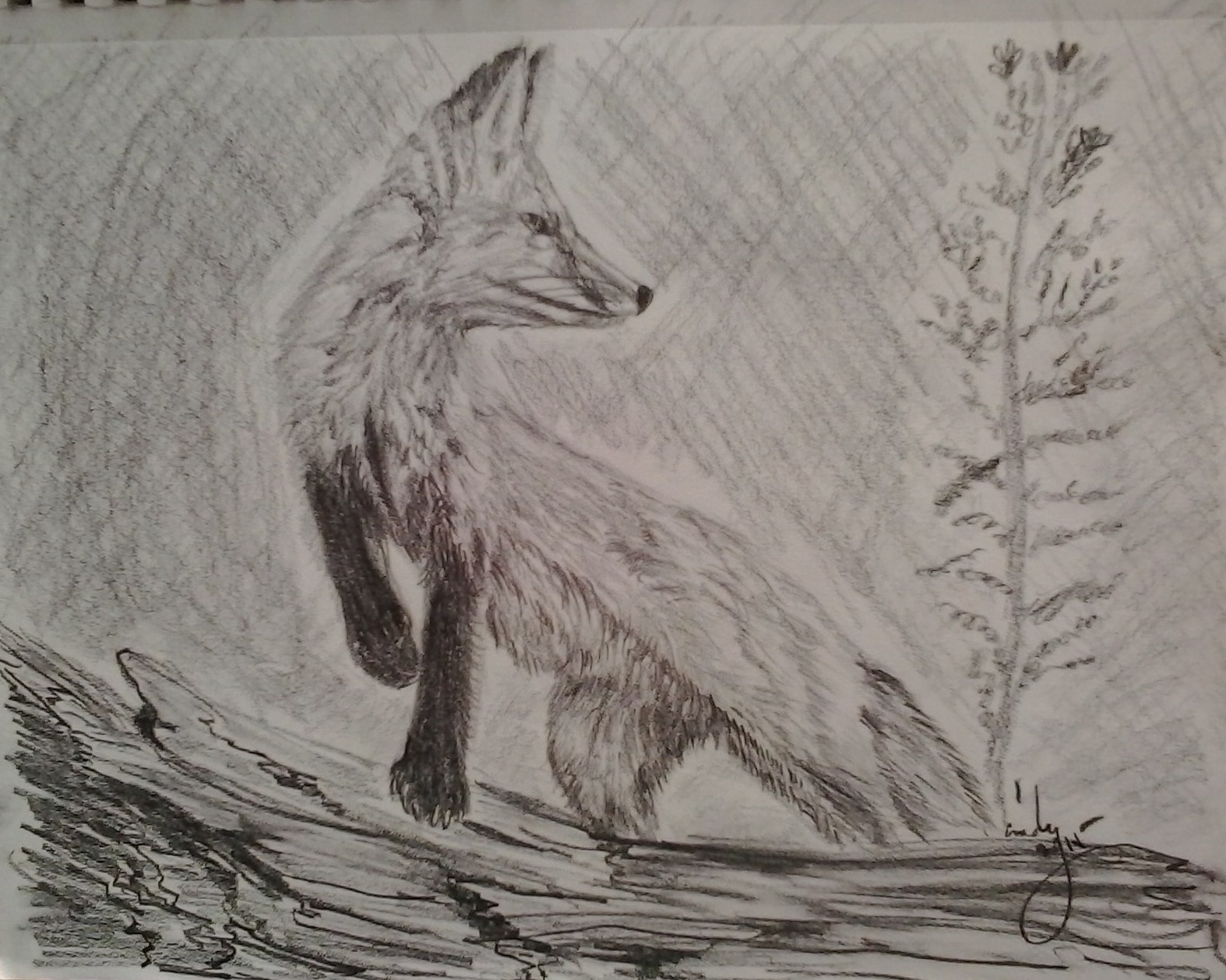 1574x1258 Red Fox (Pencil Sketch) Artnwords.ca - Fox Pencil Sketch