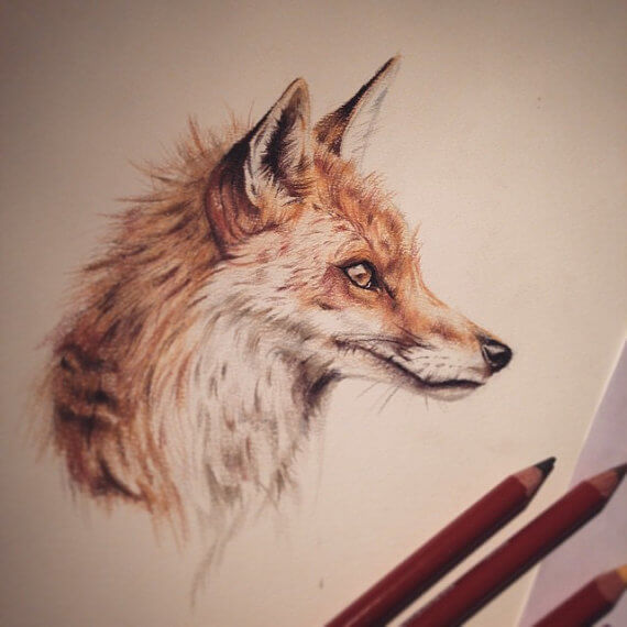 570x570 Red Fox Coloured Pencil Sketch Original Wildlife Artwork By - Fox Pencil Sketch