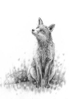 236x336 Fox Drawing - Fox Pencil Sketch