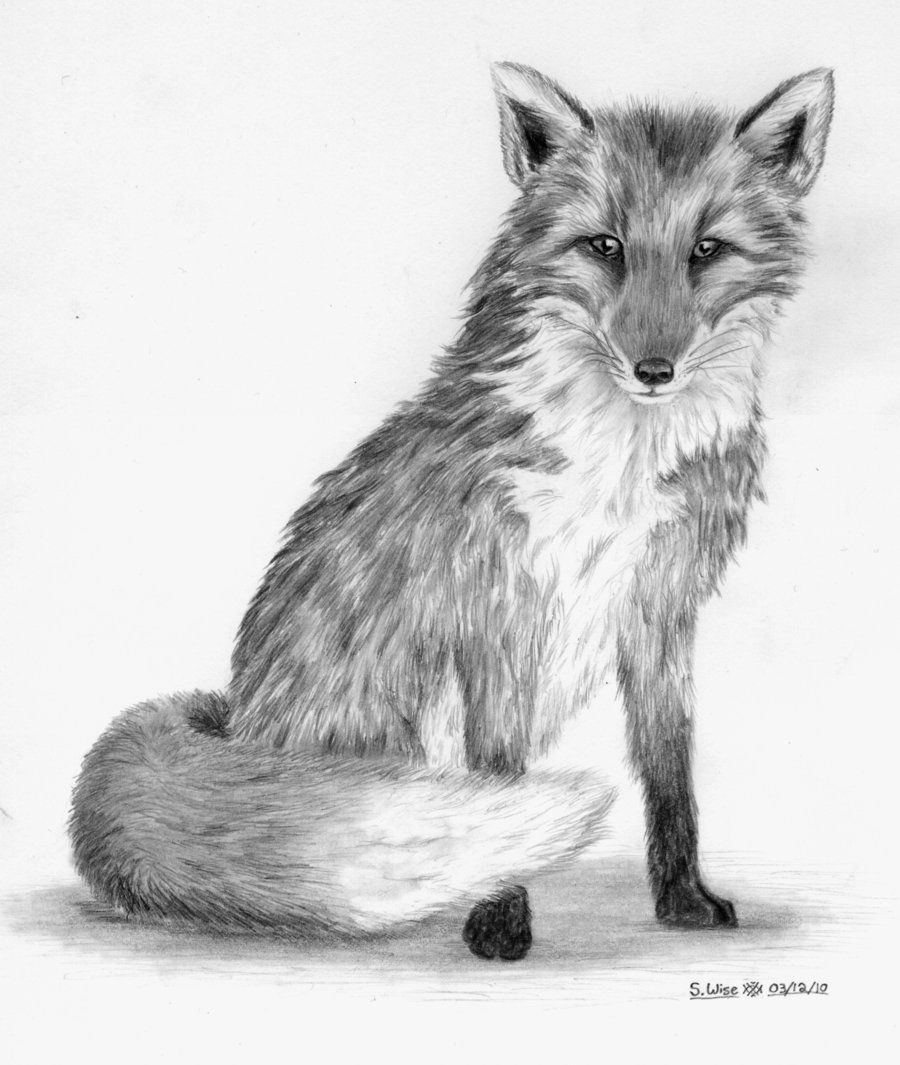 900x1065 Fox Pencil Drawing - Fox Pencil Sketch