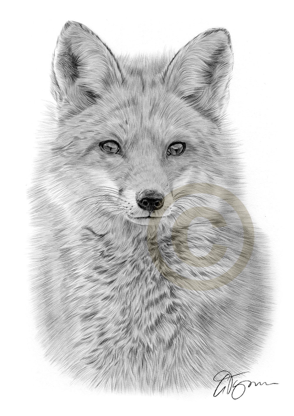 1000x1414 Fox Pencil Graphite Print A4 A3 Signed By Uk Artist Drawing - Fox Pencil Sketch