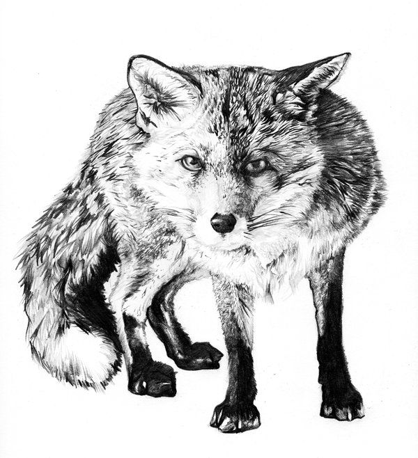 600x658 Fox - Fox Pencil Sketch