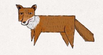 Fox Sketch