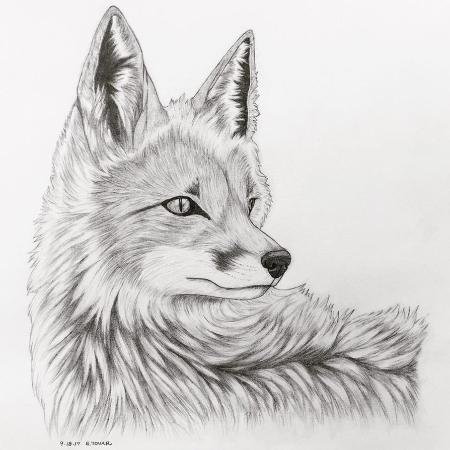 894x894 Fox Realism Pencil Sketch By Nostalga - Fox Sketch