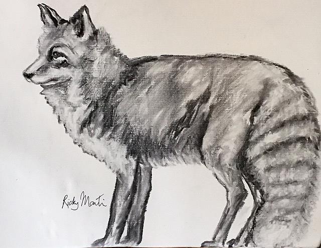 640x494 Fox Sketch - Fox Sketch