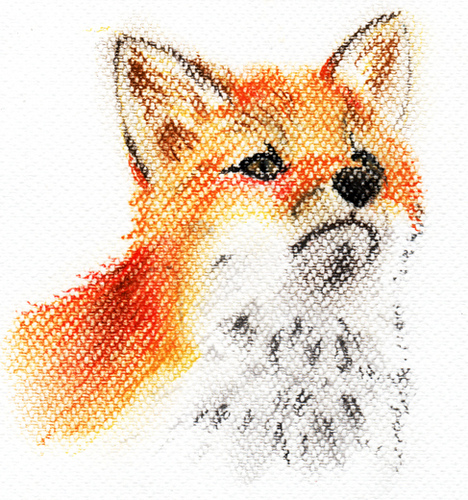 468x500 Fox Sketch Sketch From A Photo Book - Fox Sketch