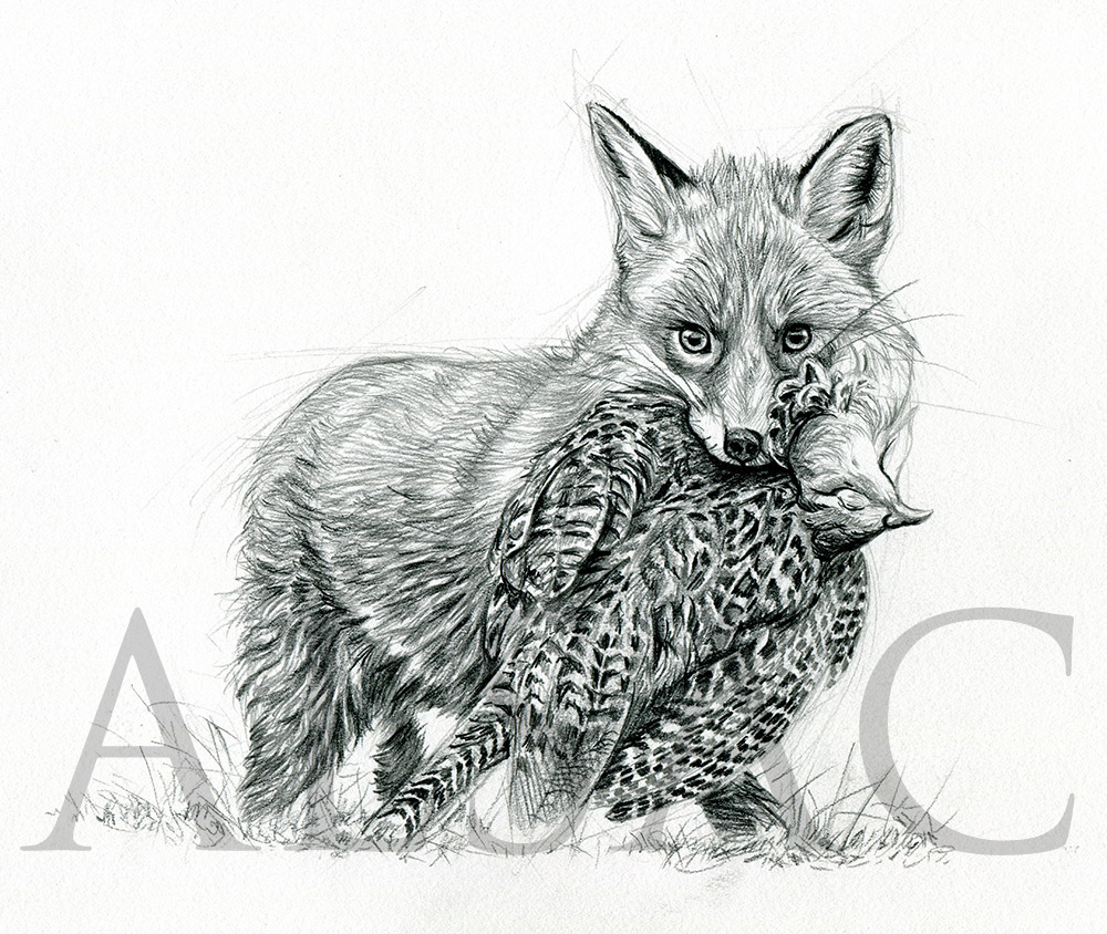 1000x844 Fox And Pheasant - Fox Sketch Drawing
