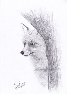 235x331 521 Best Graphite Pencil Drawings Of Fox Images - Fox Sketch Drawing