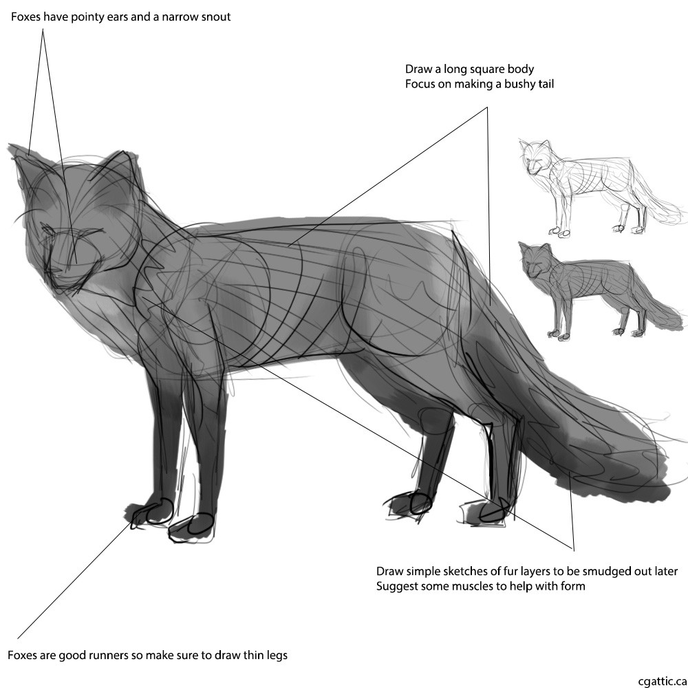 1000x1000 Realistic Fox Drawing In 4 Steps With Photoshop - Fox Sketch Drawing