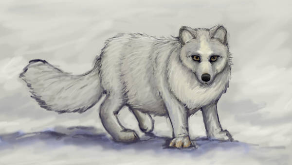 600x340 Fox Drawings - Fox Sketch Drawing