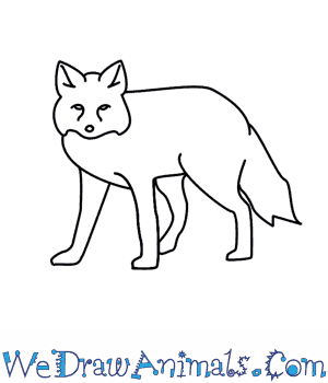 300x350 How To Draw A Fox - Fox Sketch Easy