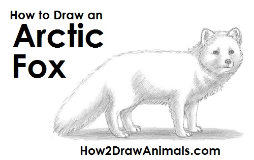 500x315 How To Draw An Arctic Fox - Fox Sketch Easy