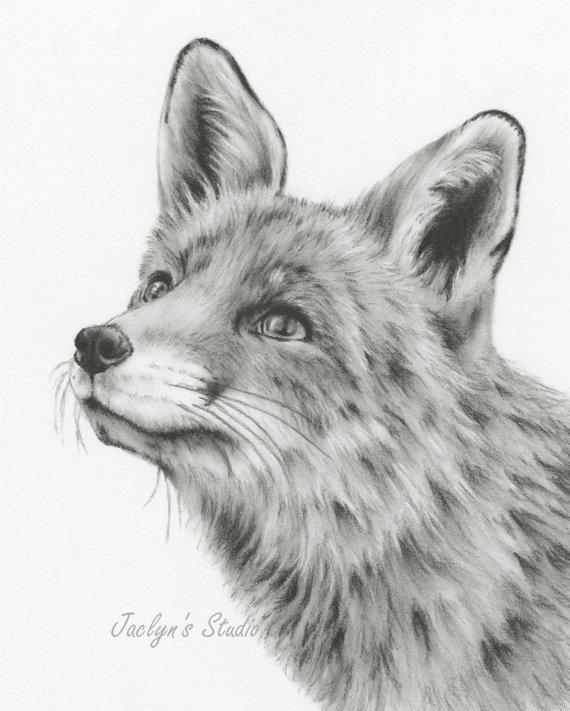 570x711 Fox Art Charcoal Sketch Charcoal Drawing Giclee Print Etsy - Fox Sketch Images