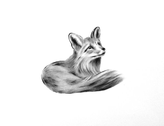570x439 Fox Art Original Charcoal Drawing Animal Sketch Nursery Art Etsy - Fox Sketch Images