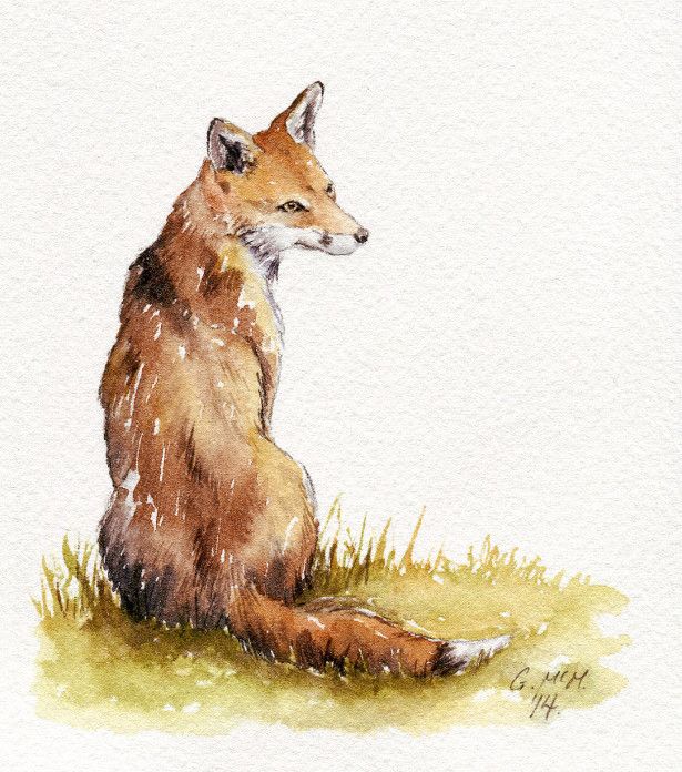 615x696 Fox Sketch - Fox Sketch Images