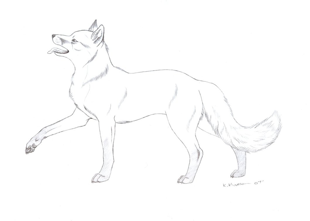 1059x755 Fox Sketch By Seaff - Fox Sketch Images