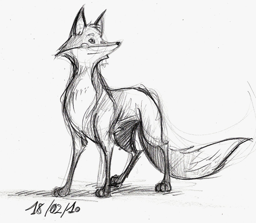 900x783 Fox - Fox Sketch Images