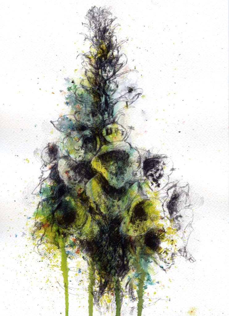 742x1024 Foxglove Seanbriggs - Foxglove Sketch