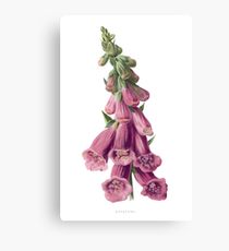 210x230 Foxglove Drawing Canvas Prints Redbubble - Foxglove Sketch