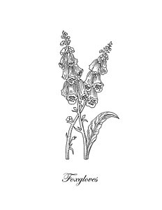 232x300 Foxglove Drawings Fine Art America - Foxglove Sketch