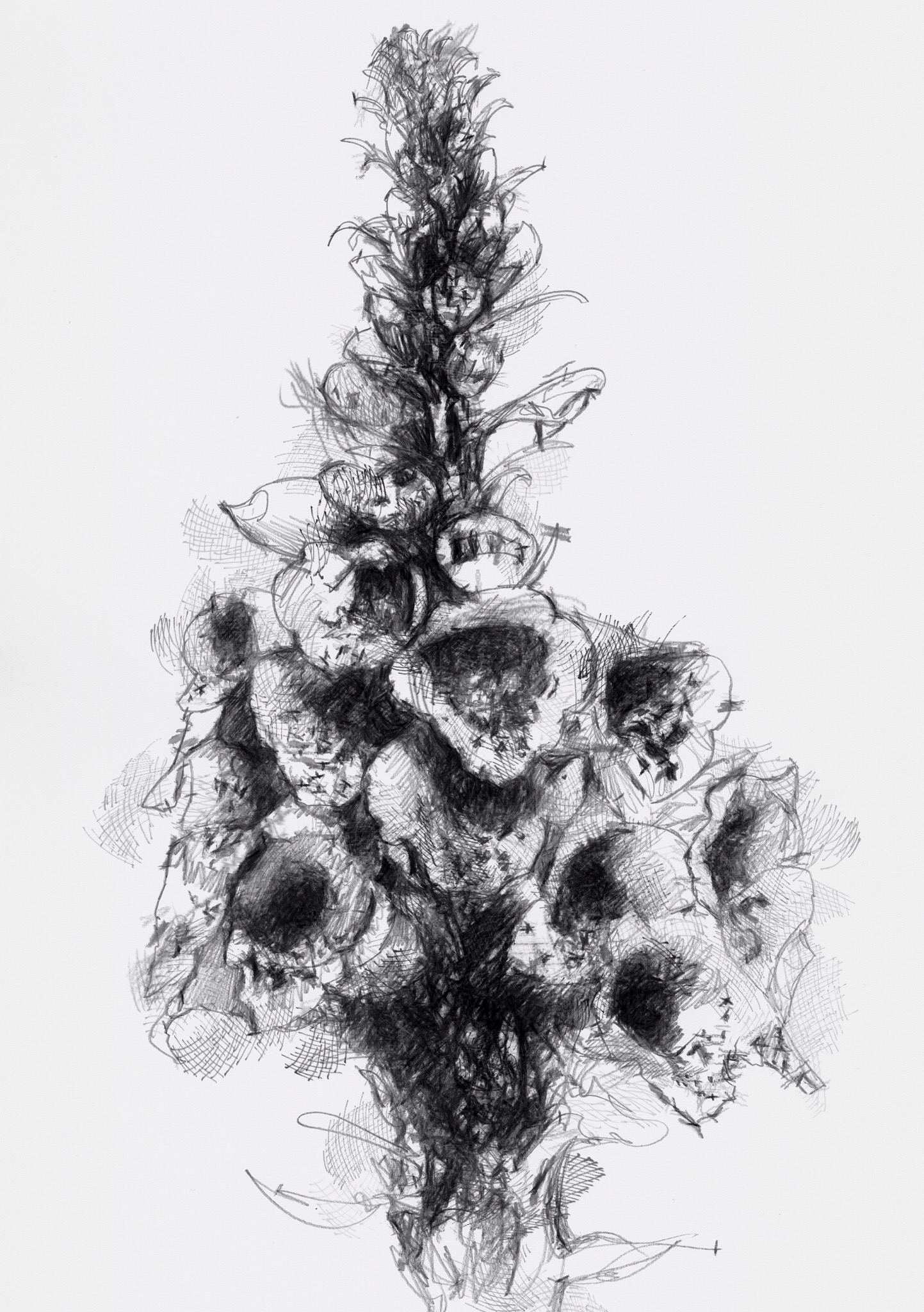 1443x2048 Foxglove Detail - Foxglove Sketch