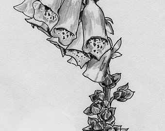 340x270 Foxglove Drawing Etsy - Foxglove Sketch
