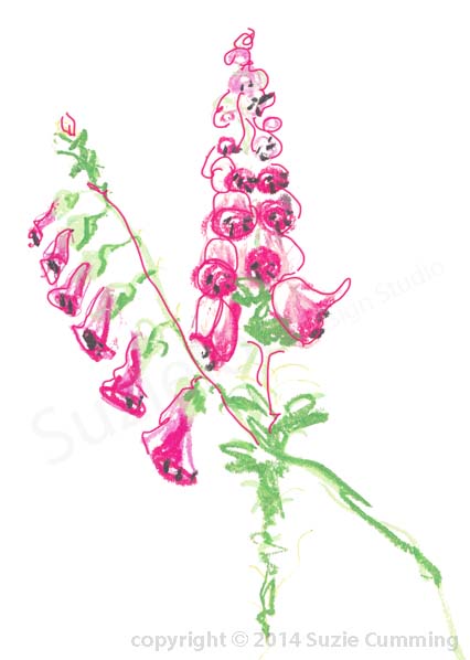426x598 Foxglove Sketch - Foxglove Sketch