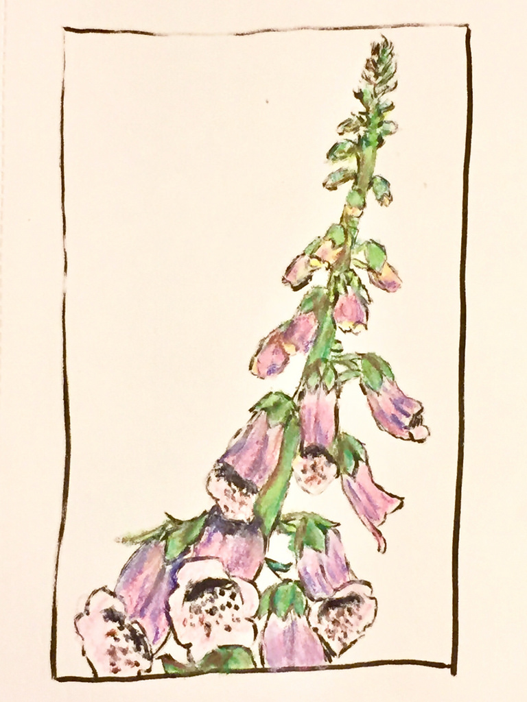 768x1024 Foxgloves Drawn In The Garden - Foxglove Sketch