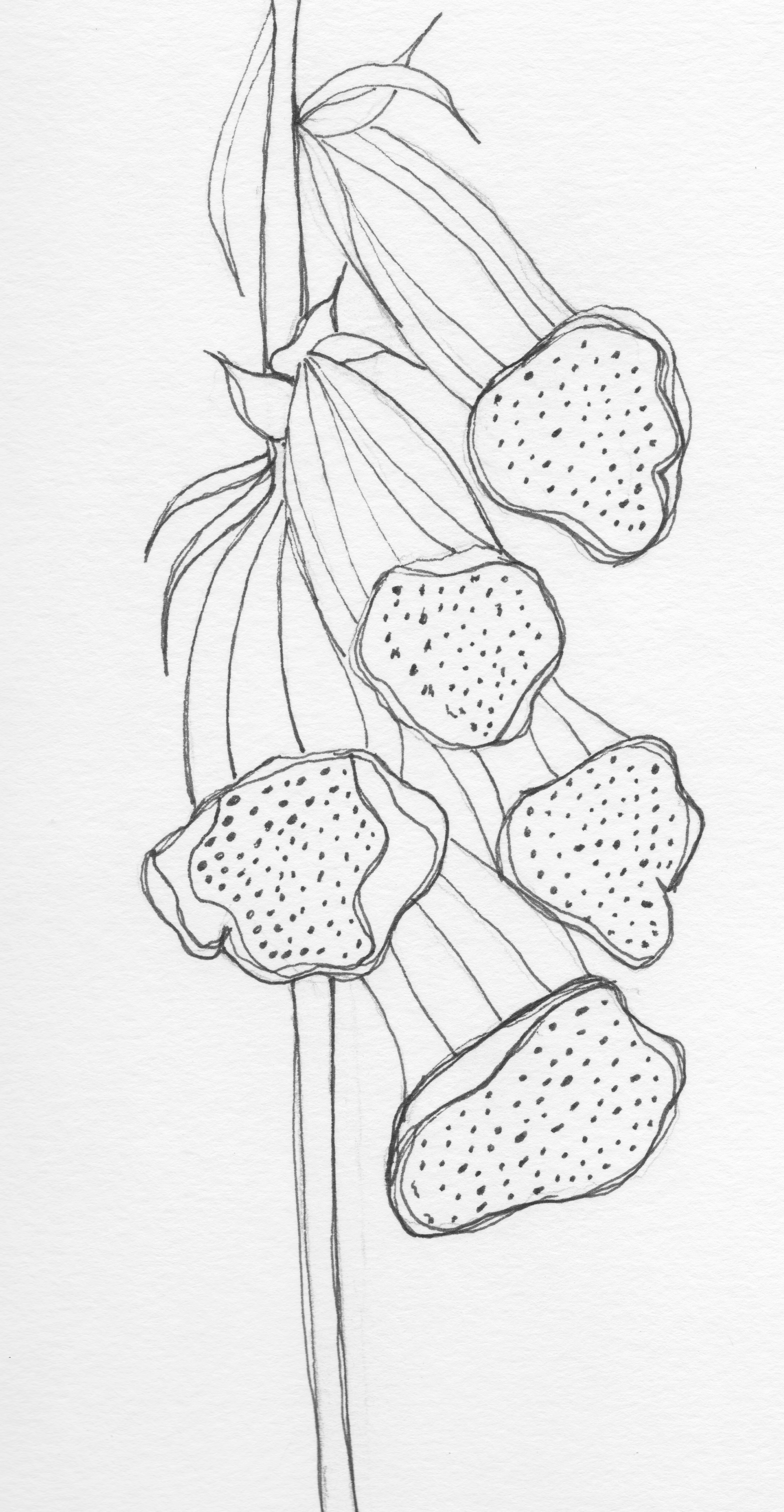 2578x4970 Foxgloves Pen And Ink - Foxglove Sketch