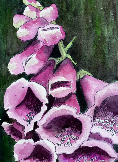 492x675 Joanne Osband - Foxglove Sketch