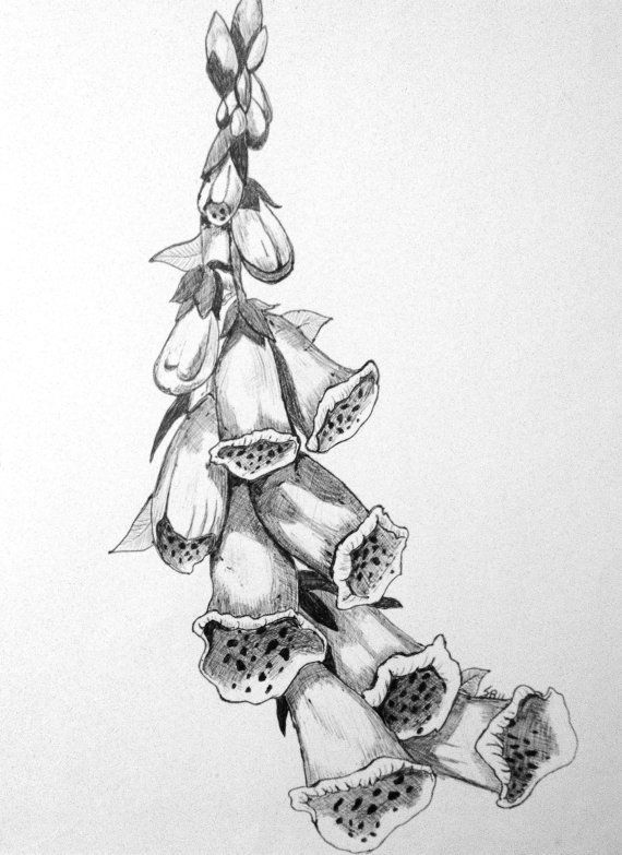 570x783 The Flower Symbolism Associated With The Foxglove Is Stateliness - Foxglove Sketch