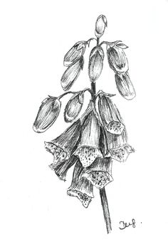 236x354 The Most Popular Sheep Clan Ideas Are Sheep, Sheep - Foxglove Sketch