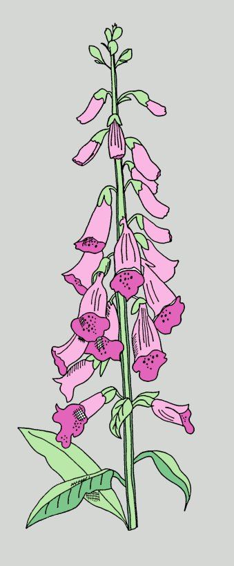 339x818 Foxglove Drawing Reference Photos Illustration - Foxglove Sketch