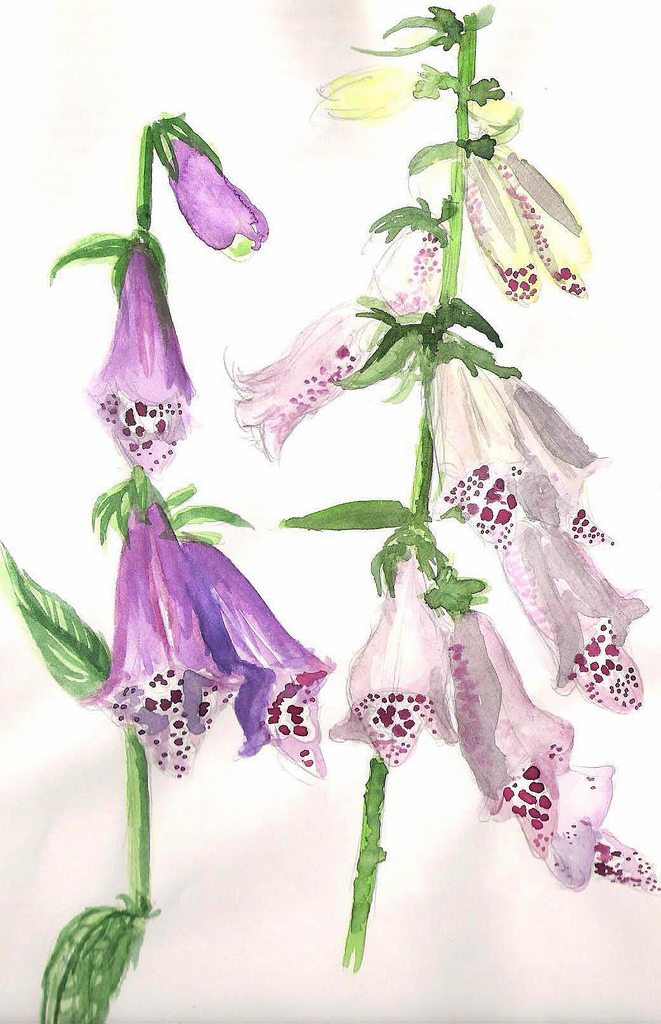 Foxglove Sketch at Explore collection of Foxglove