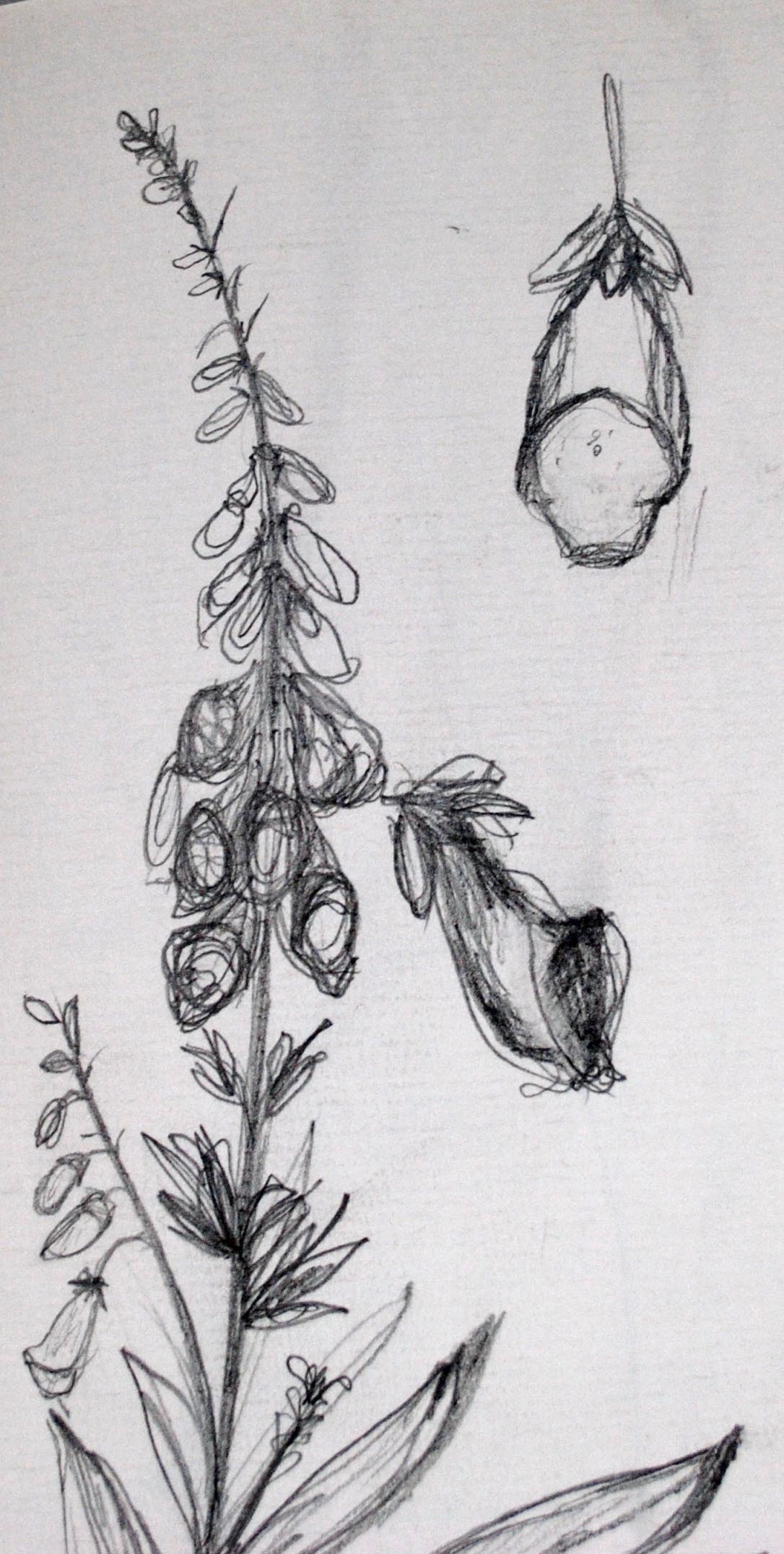 1086x2151 Images - Foxglove Sketch