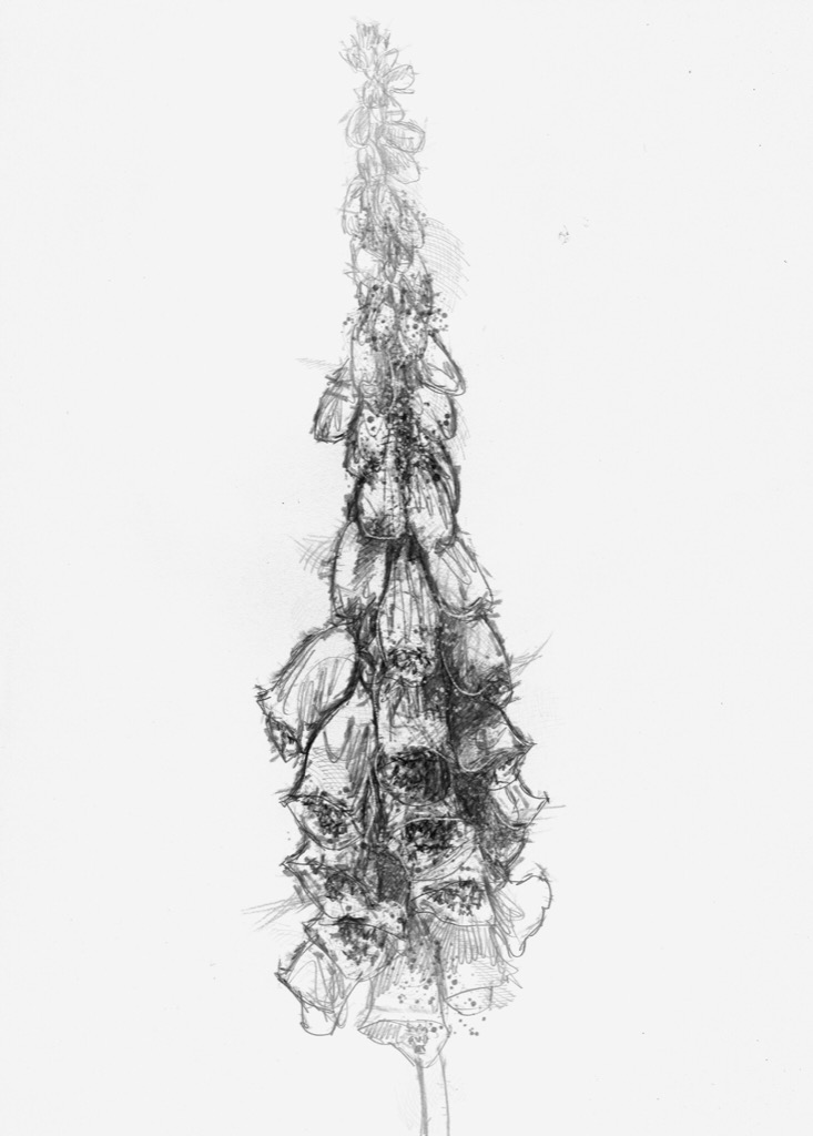733x1024 Foxglove - Foxglove Sketch