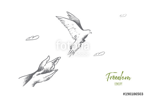 Free Bird Sketch at PaintingValley.com | Explore collection of Free ...