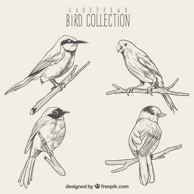 626x626 Set Of Bird Sketches Vector Free Download - Free Bird Sketch