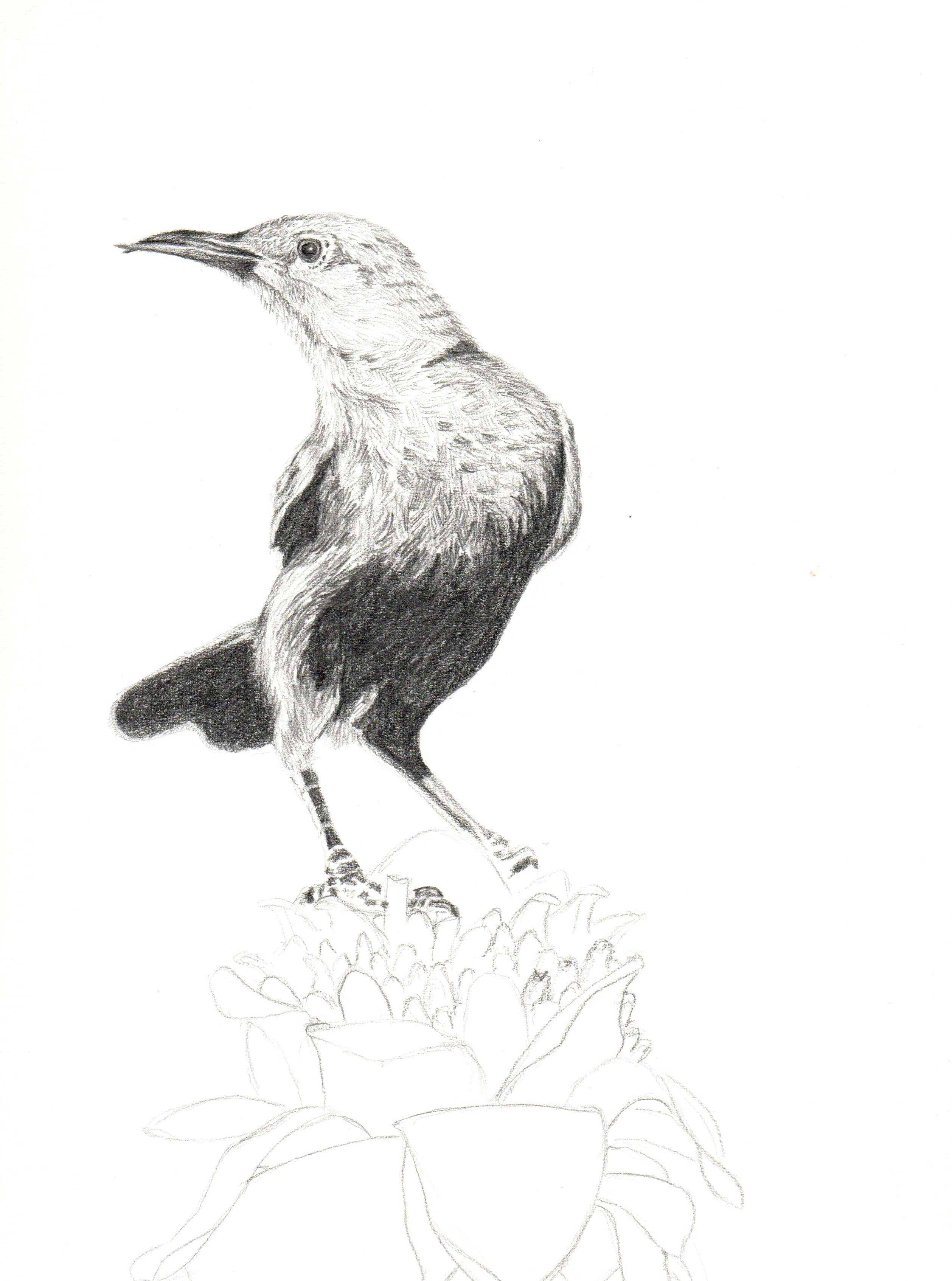 2517x3387 White And Black Bird Sketch Free Image Peakpx - Free Bird Sketch