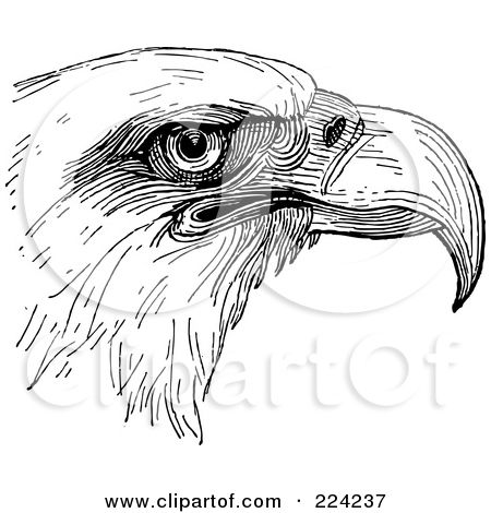 450x470 Wild Bird Sketches Royalty Free Bird Illustrations By Bestvector - Free Bird Sketch