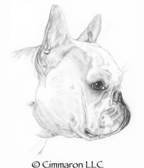 600x700 French Bulldog Sketch - French Bulldog Sketch