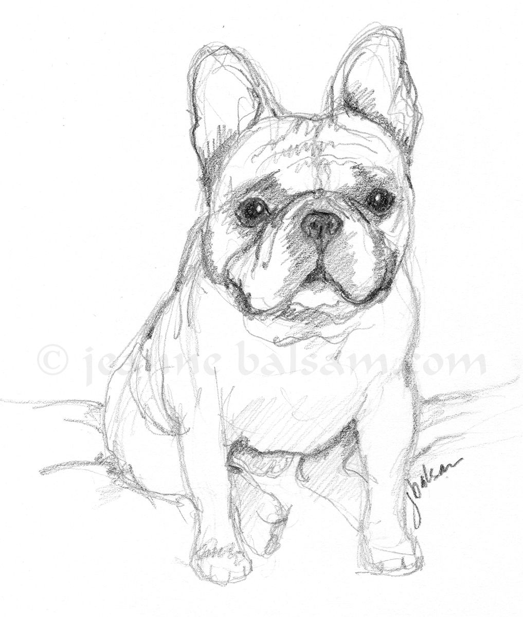 1017x1200 French Bulldog Sketch In Pencil. Adorable Frenchie A Little - French Bulldog Sketch