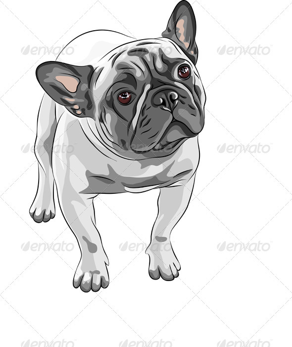 590x700 Vector Sketch Domestic Dog French Bulldog Breed By Kavalenkava - French Bulldog Sketch