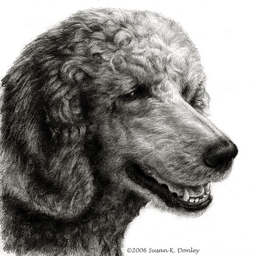 495x500 Dog Breed Portrait Art - French Poodle Sketch