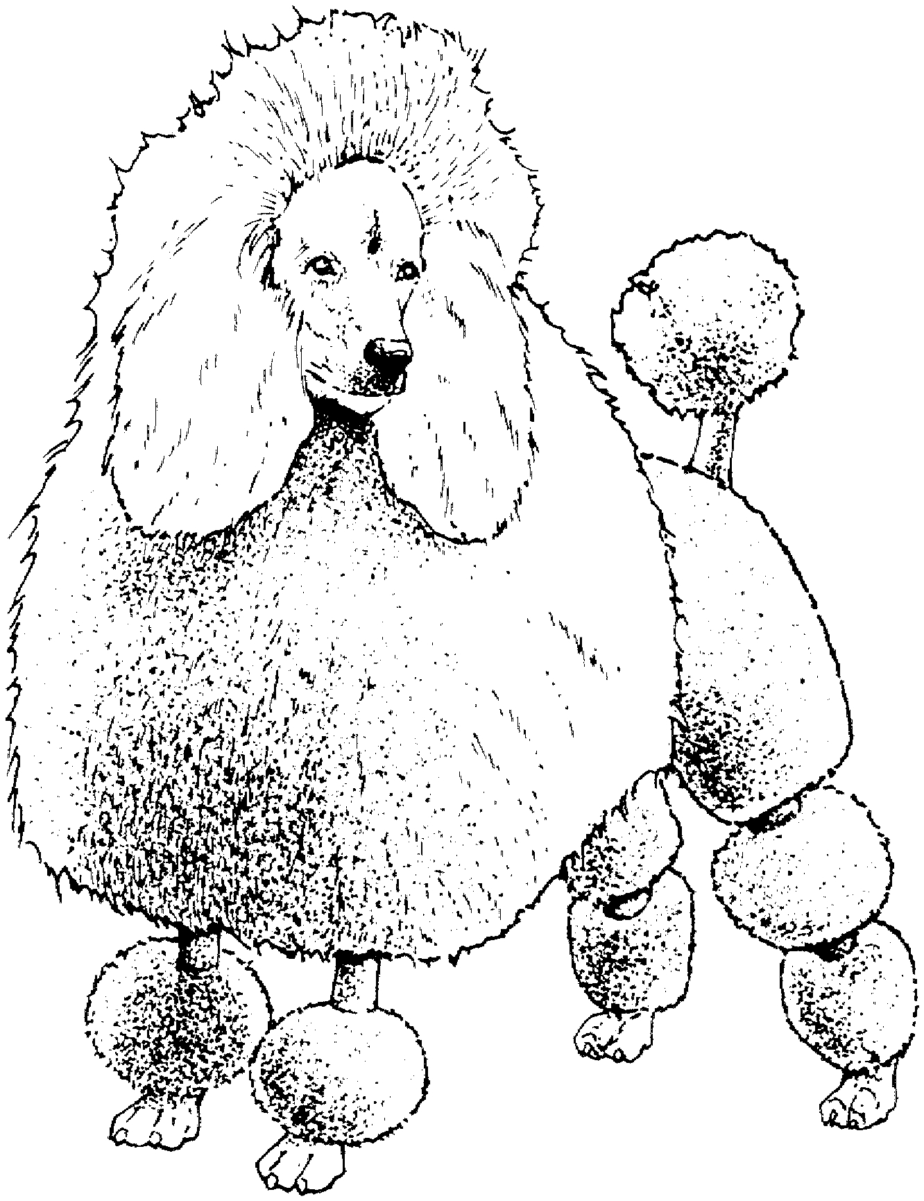 1332x1731 Fresh Poodle Coloring - French Poodle Sketch