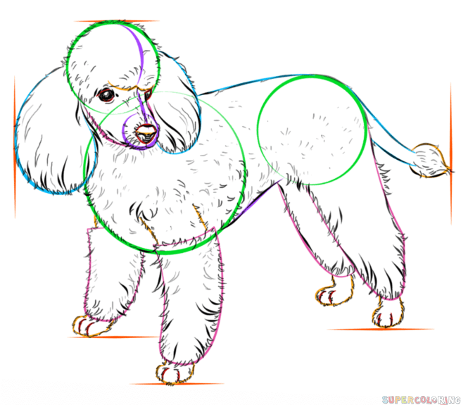 655x575 How To Draw A French Poodle Step By Step Drawing Tutorials - French Poodle Sketch
