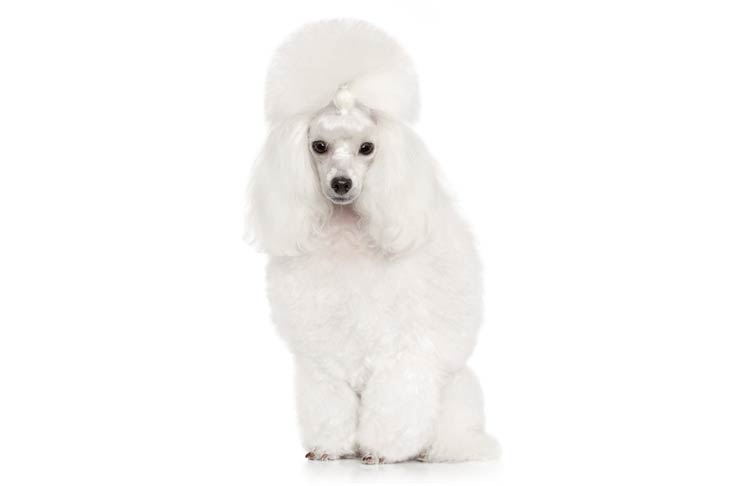 729x486 Poodle (Toy) Dog Breed Information - French Poodle Sketch