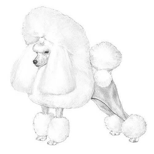 500x500 Poodle Dog Breed Information - French Poodle Sketch