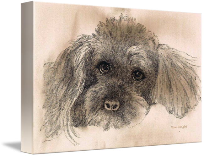 650x497 Sketch Of Poodle By Nan Wright - French Poodle Sketch