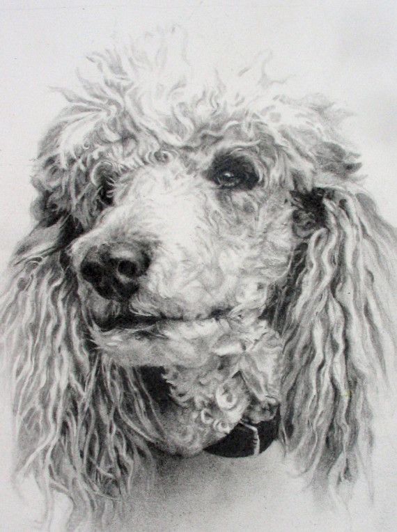 570x764 Standard Poodle Drawing, Original, Puddles Love To Sketch - French Poodle Sketch